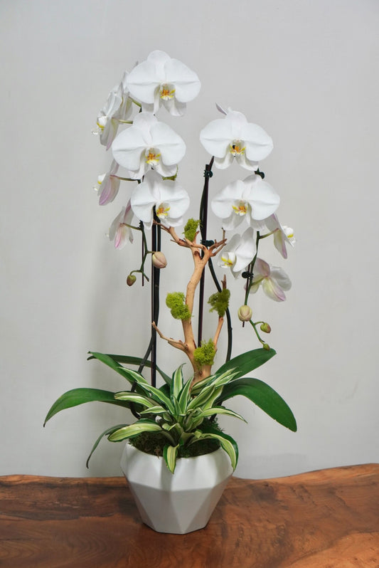 Orchid 007M