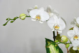 Orchid 003S