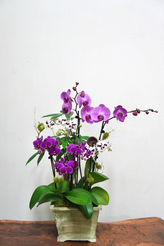Orchid 013M