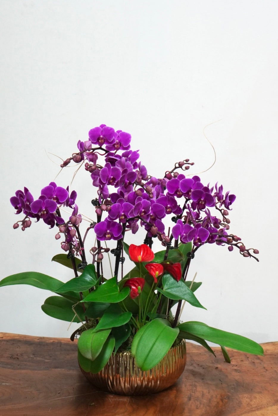 Orchid 014M