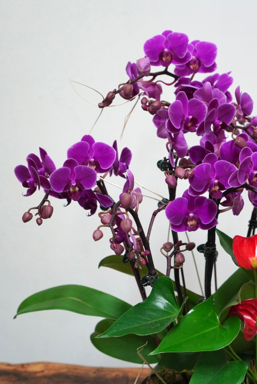 Orchid 014M