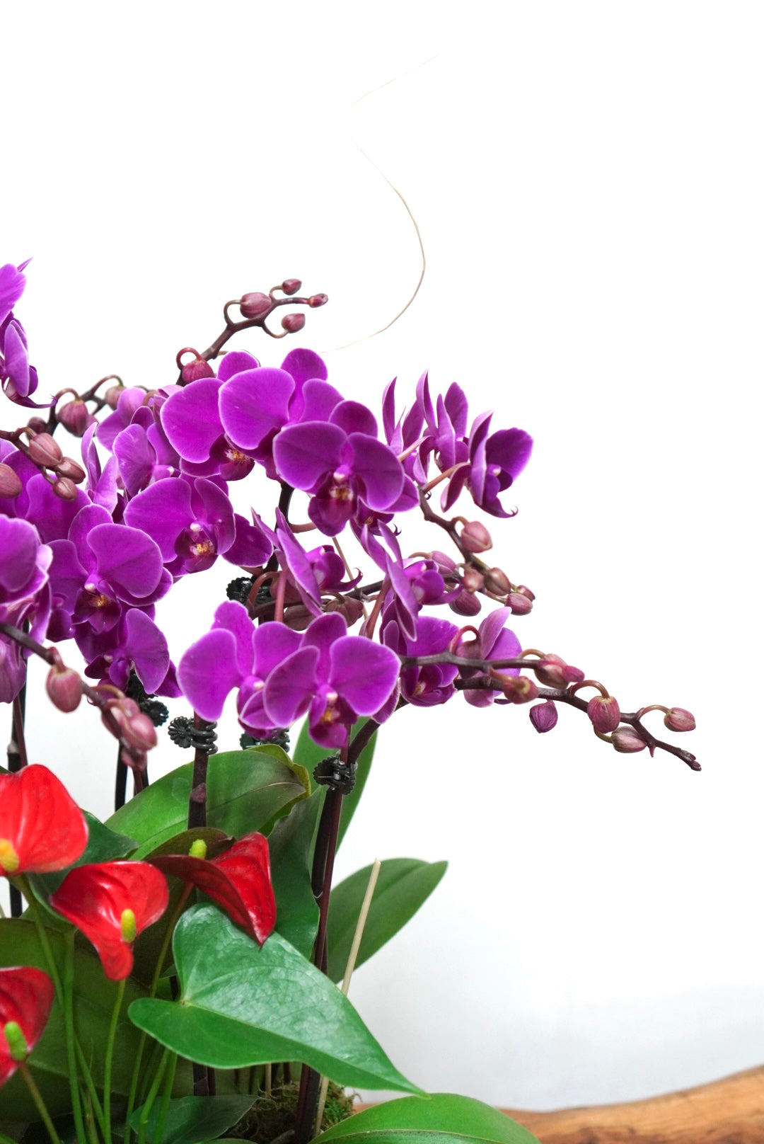 Orchid 014M
