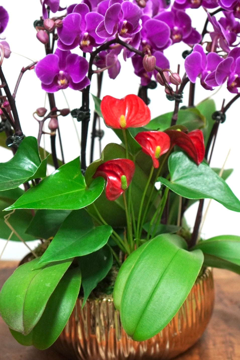 Orchid 014M