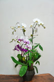Orchid 019M
