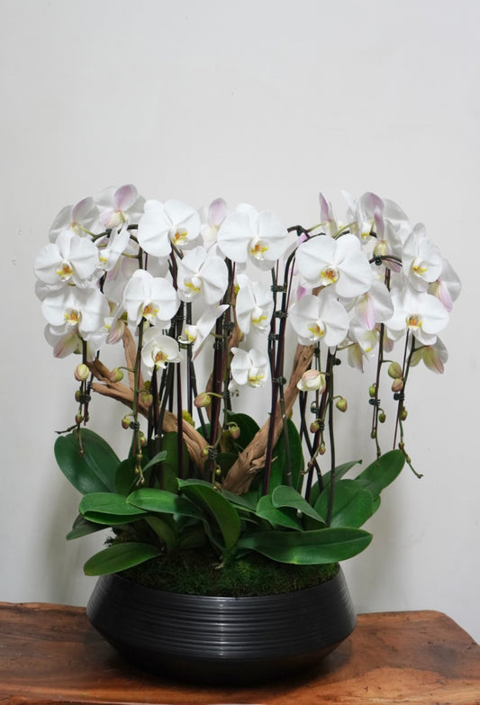 Orchid 011L