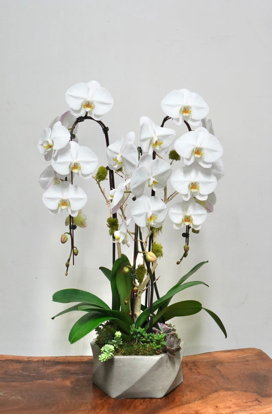 Orchid 009L