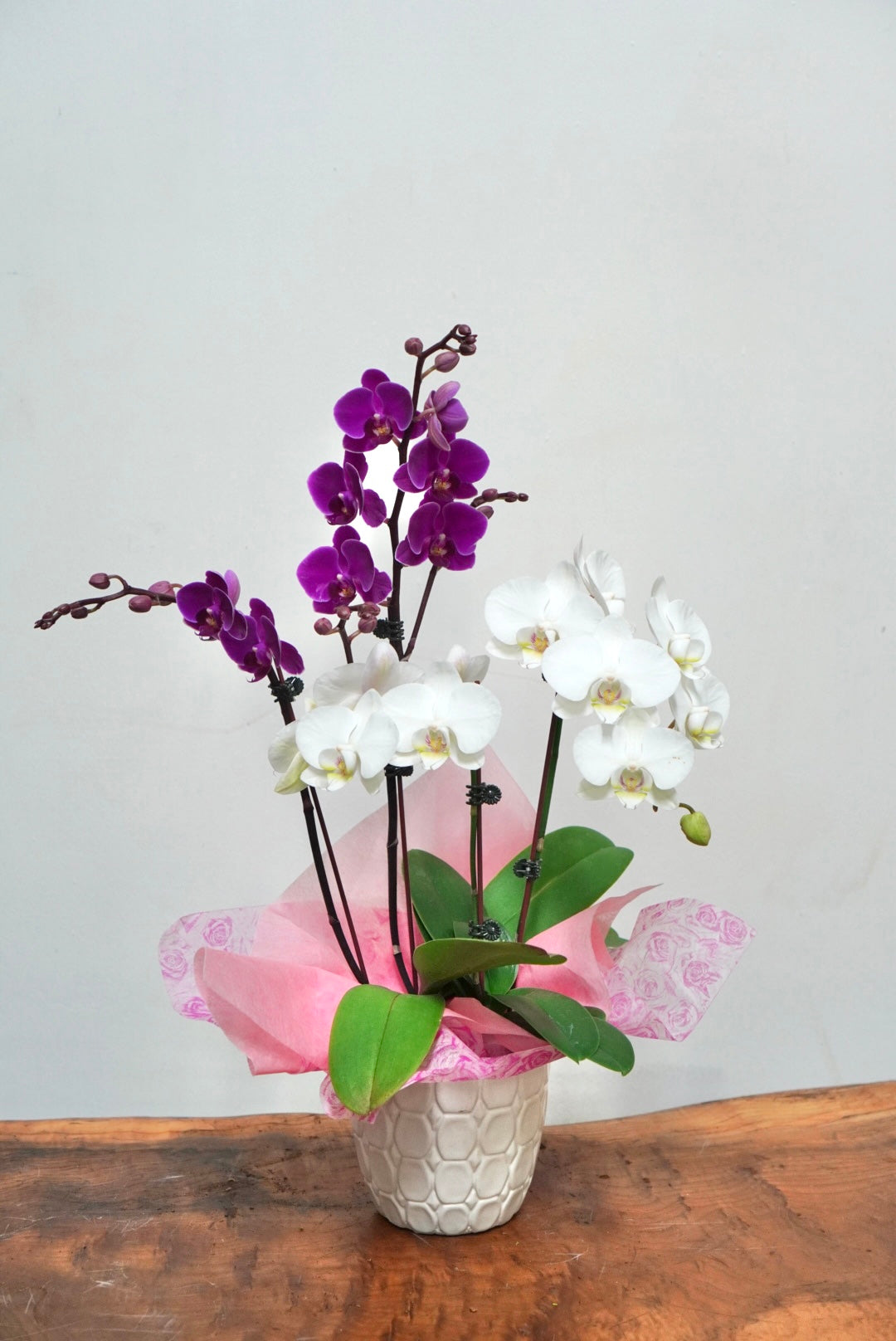 Orchid 013S