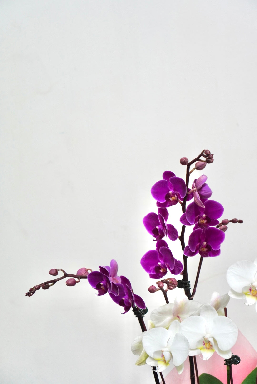 Orchid 013S
