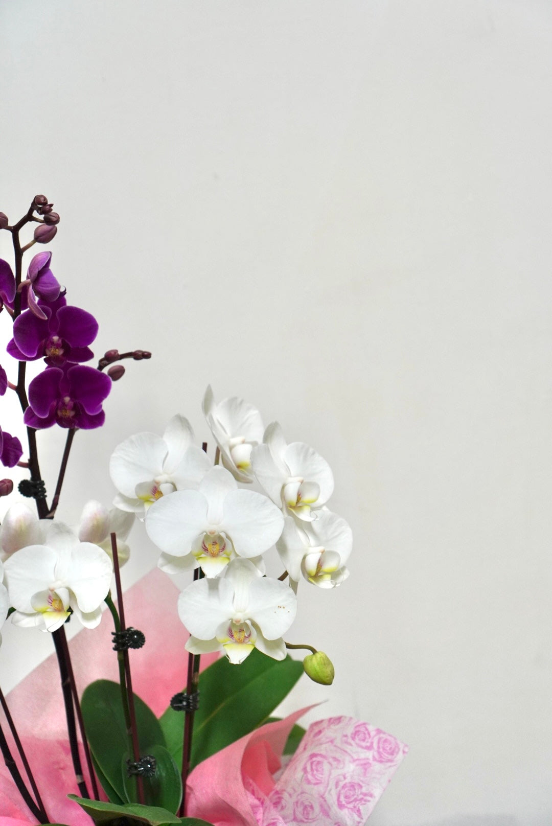 Orchid 013S