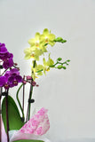 Orchid 014S