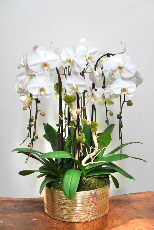 Orchid 014L