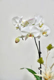 Orchid 017S