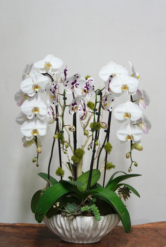 Orchid 012L