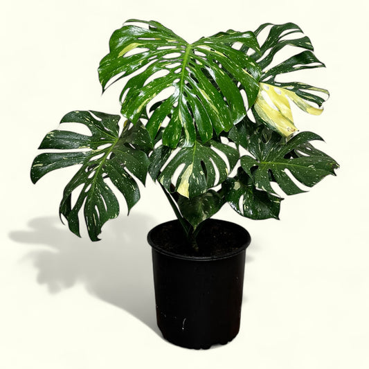 Variegated Monstera