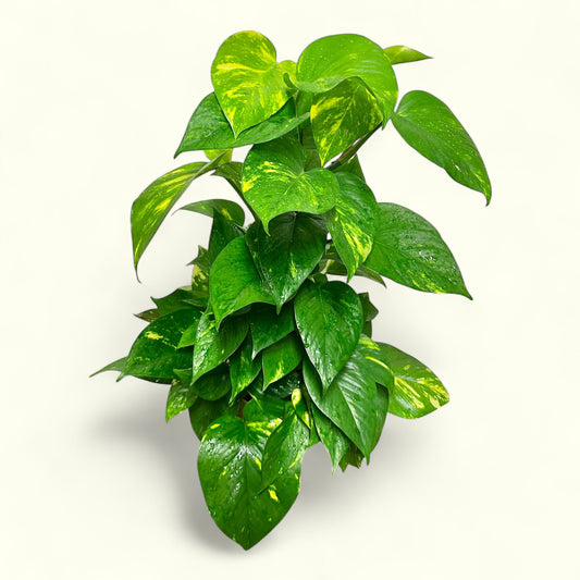 Golden Pothos