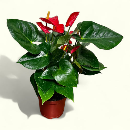 Red Anthurium