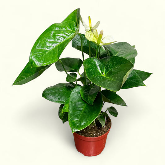 White Anthurium