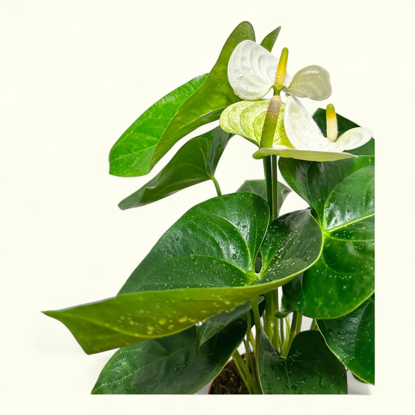 White Anthurium