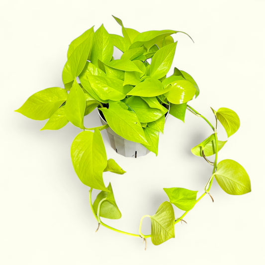 Neon Pothos