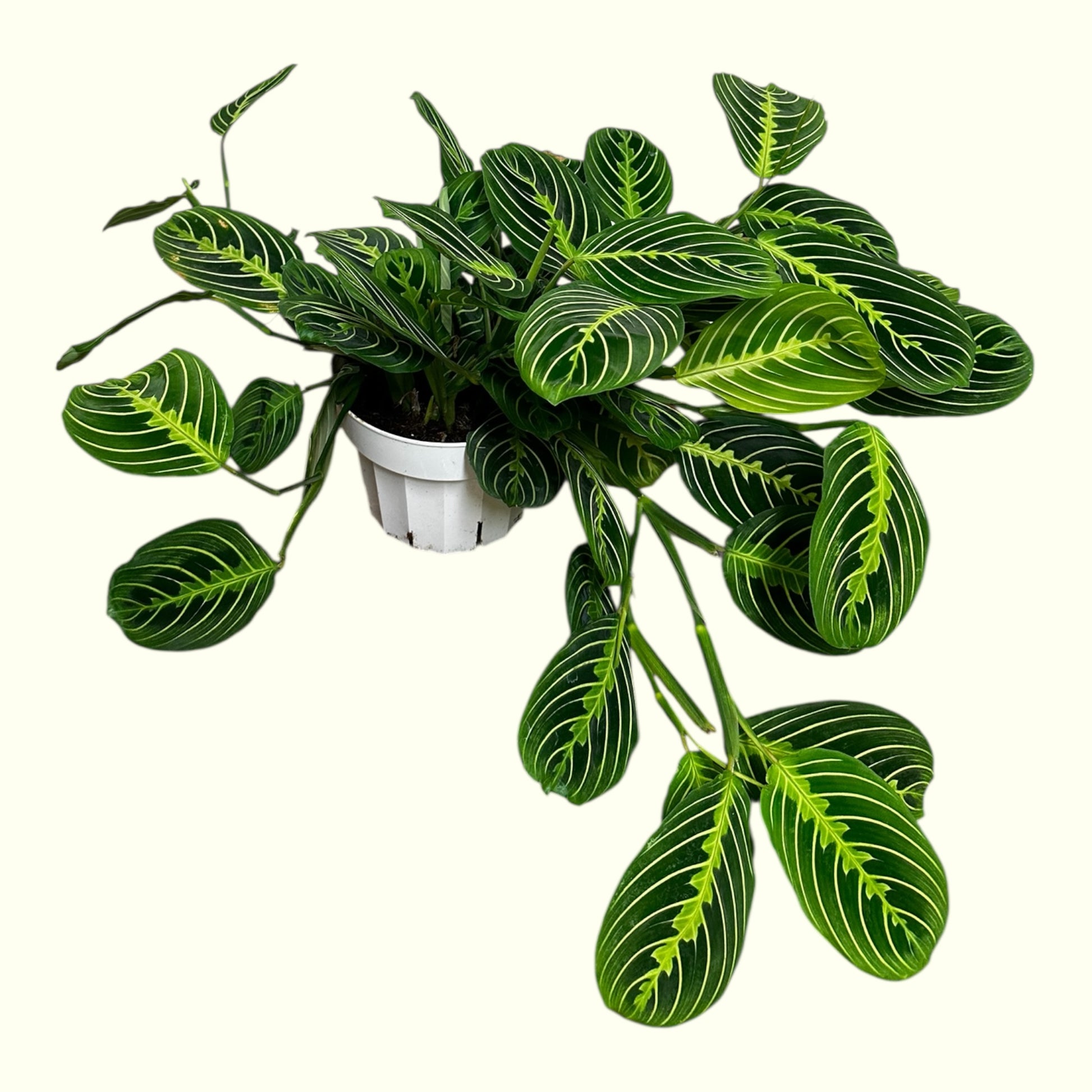 prayer plant open and close Prayer Plant – orchid2orchid.com