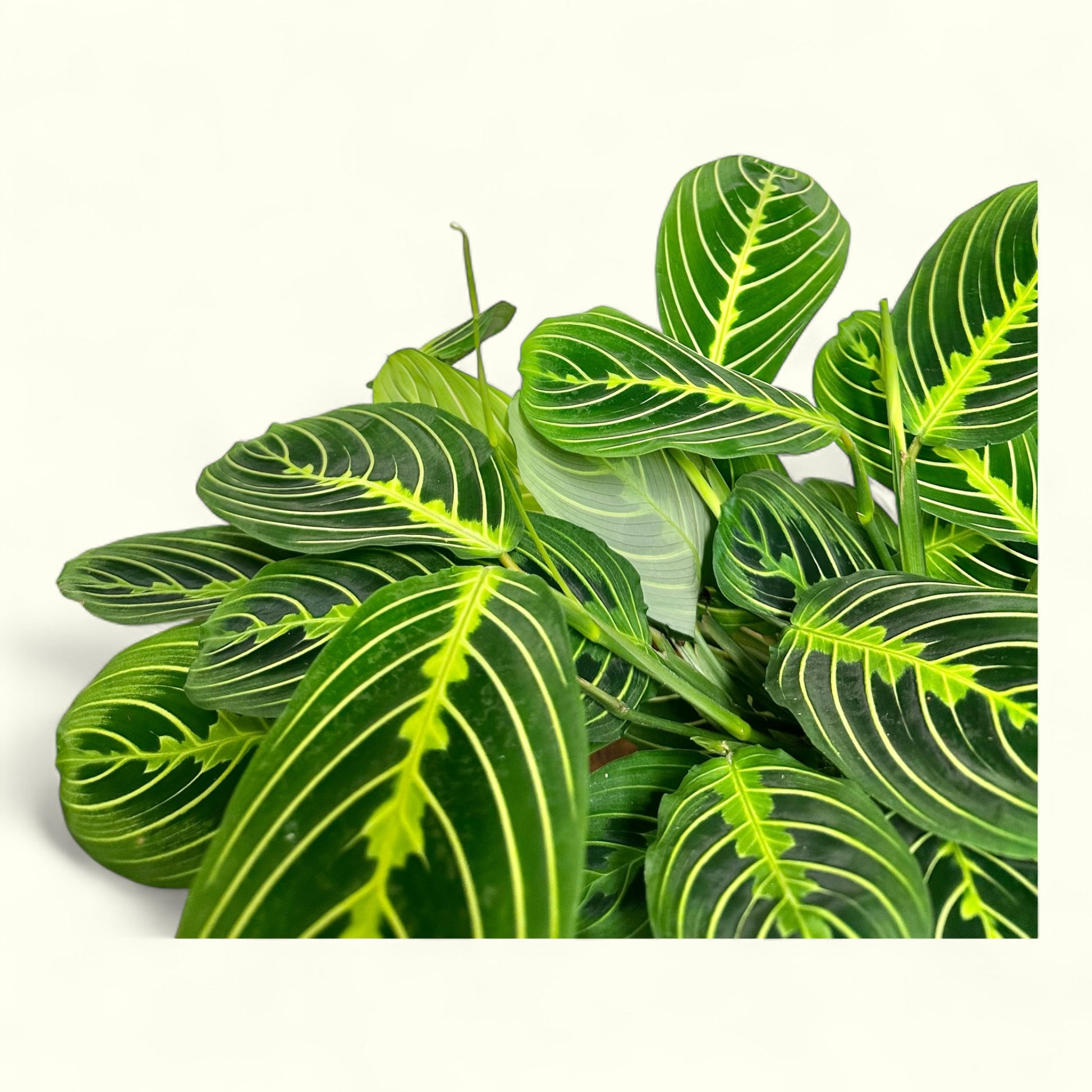 prayer plant open and close Prayer Plant – orchid2orchid.com