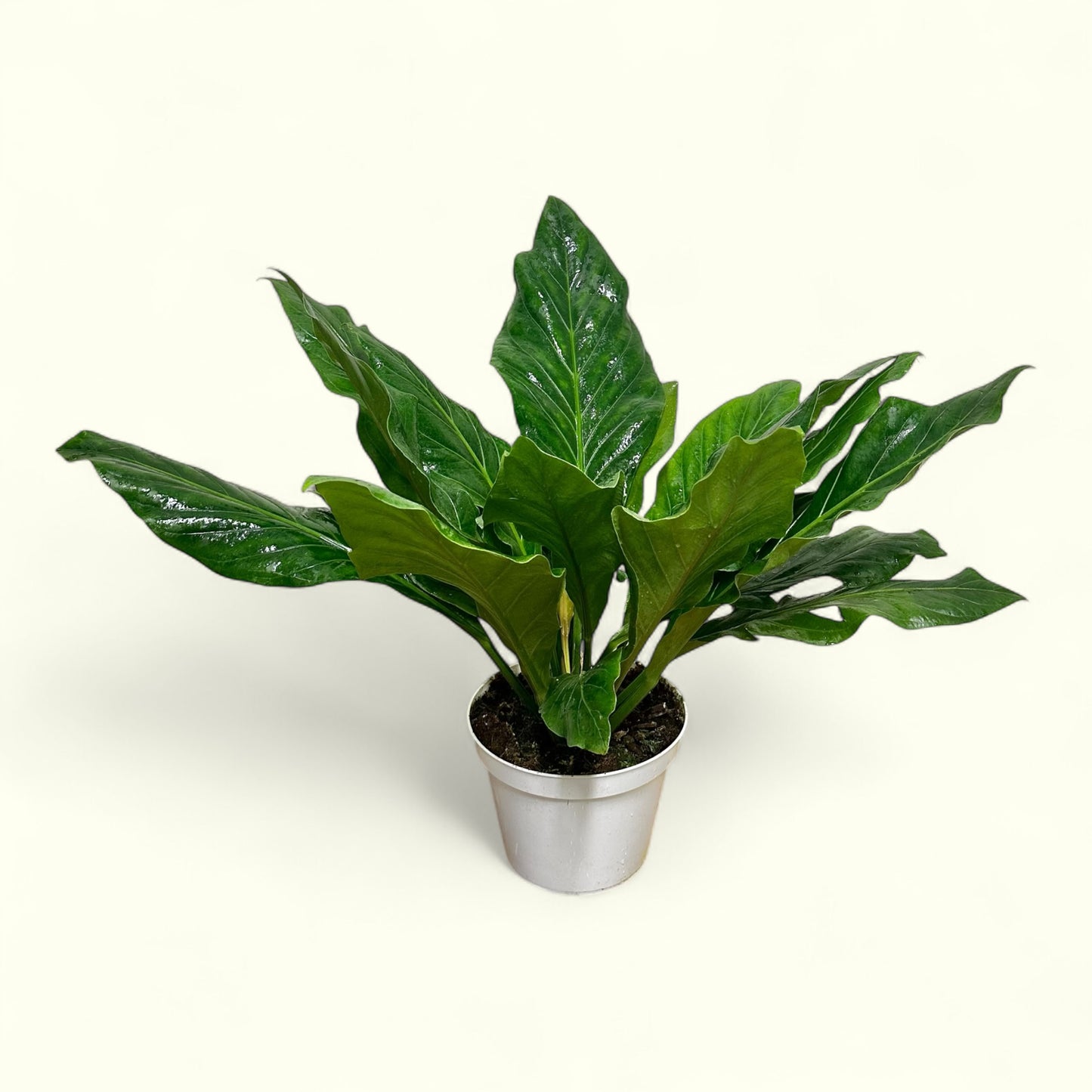 Philodendron ‘Burle Marx