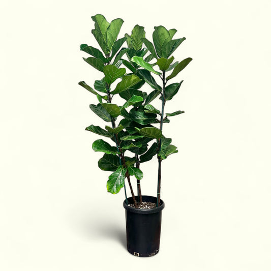 Fiddle Leaf Fig