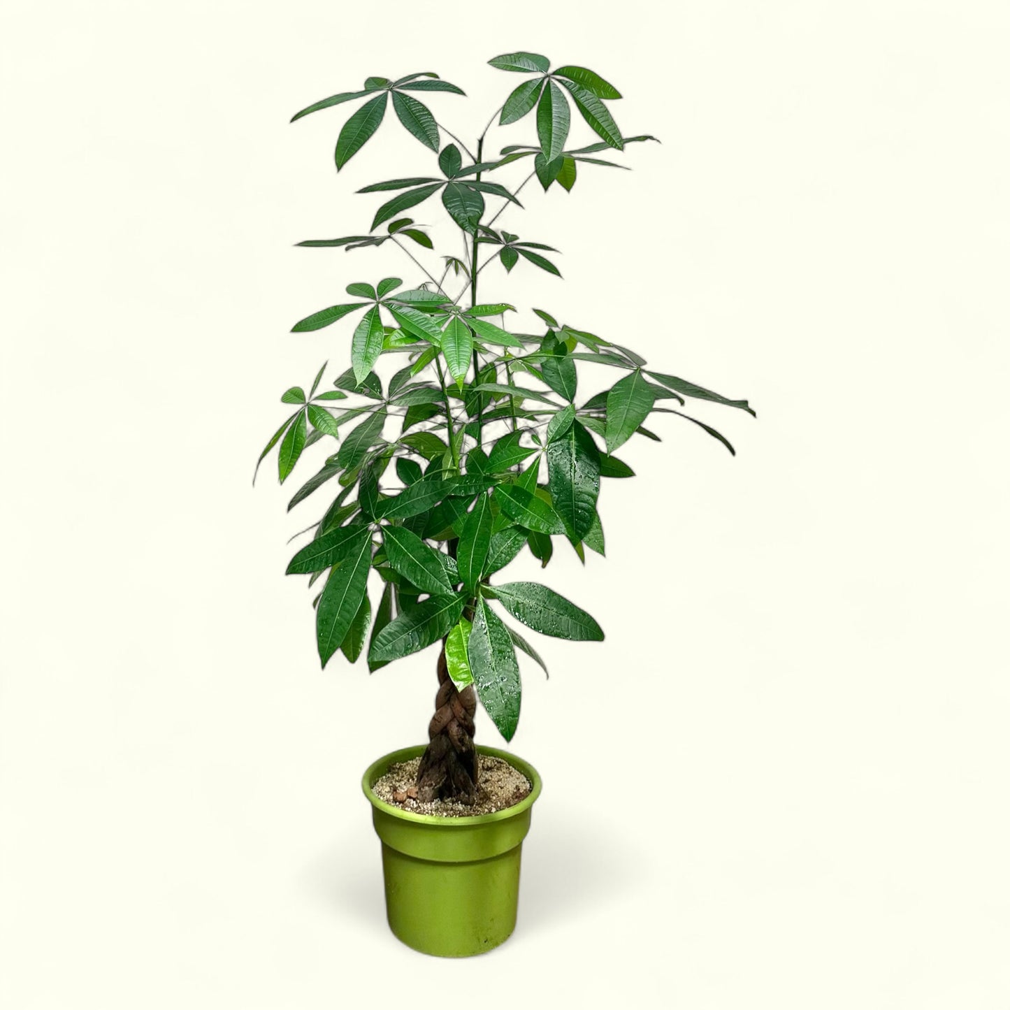 Money Tree