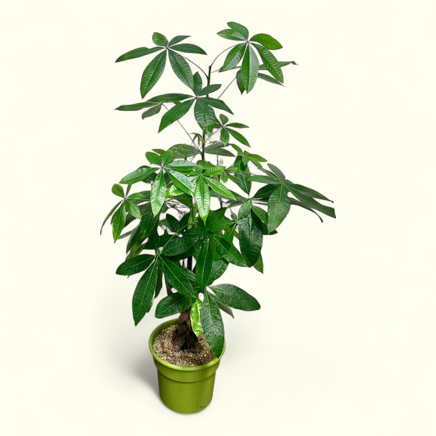 Money Tree