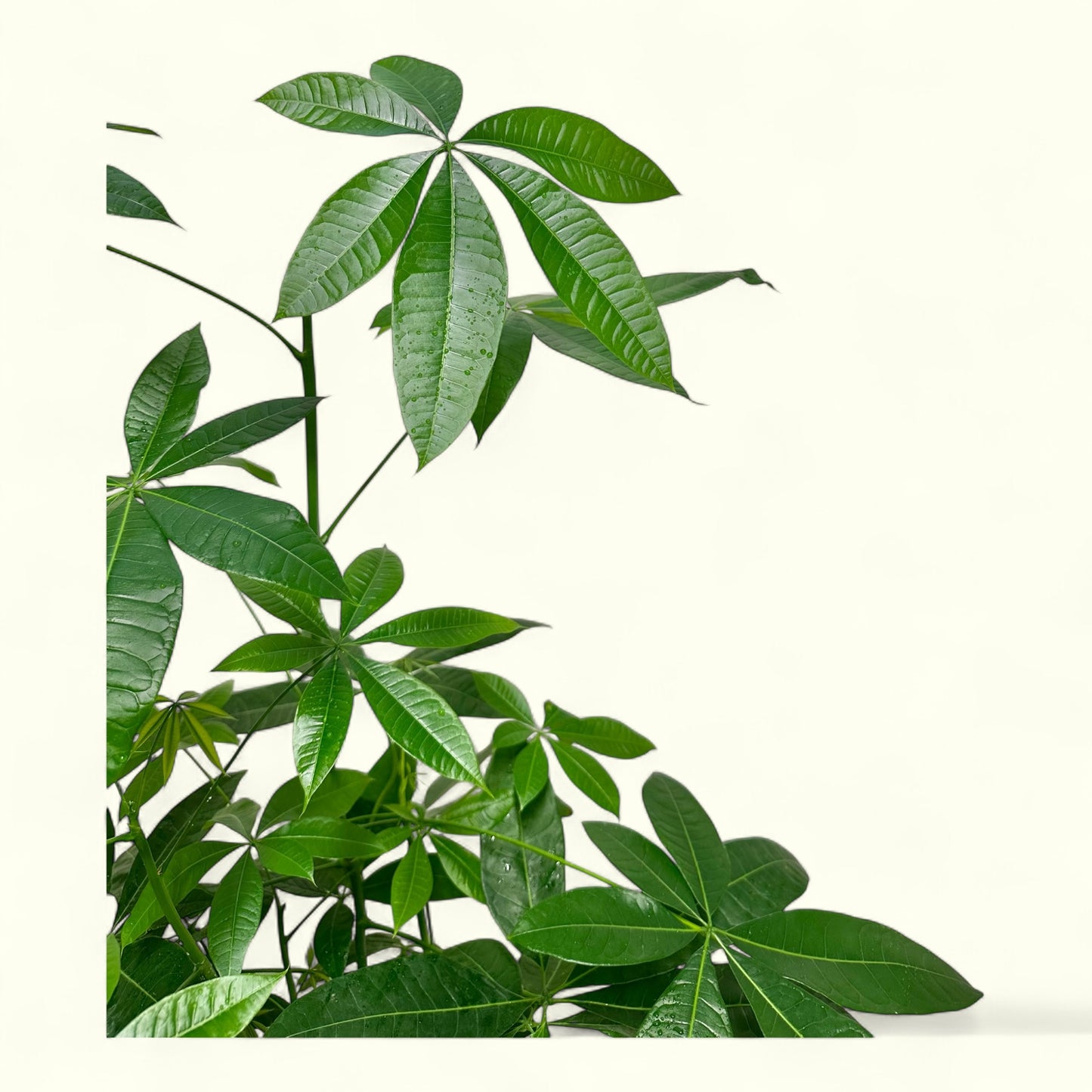 Money Tree