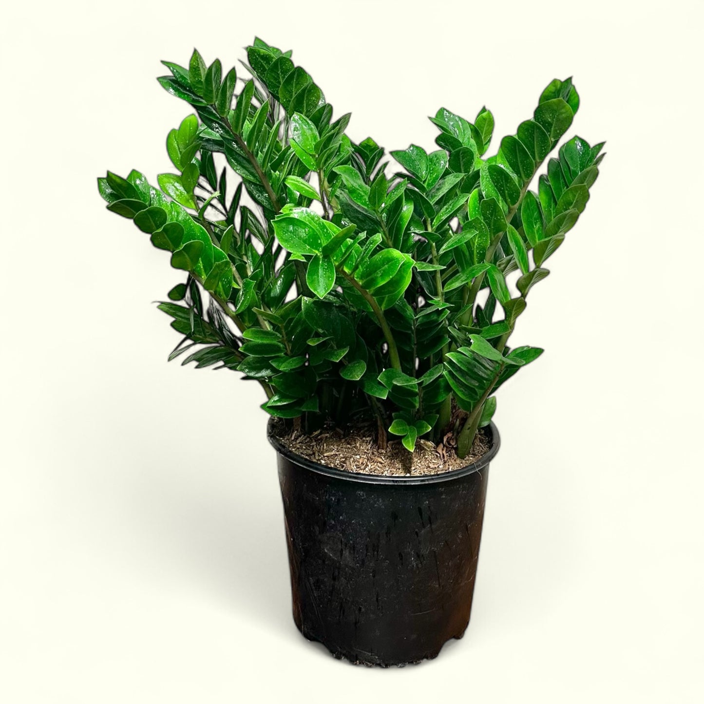 ZZ Plant