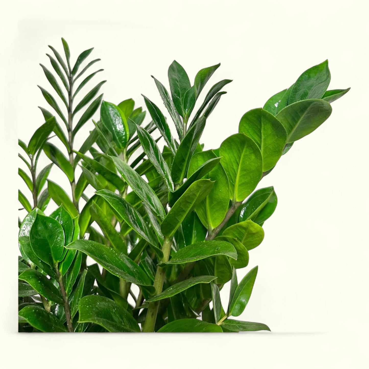ZZ Plant