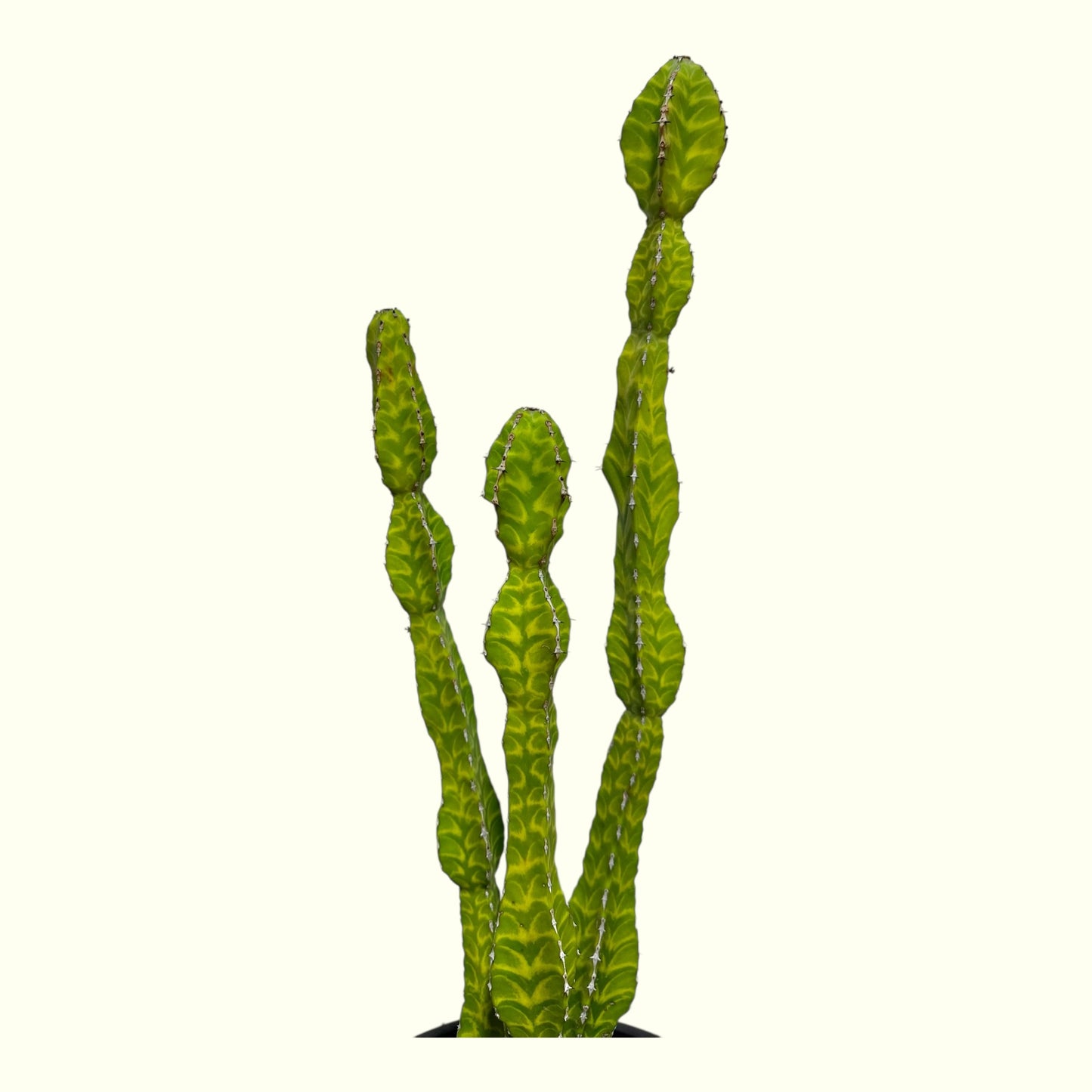 Euphorbia Trigona