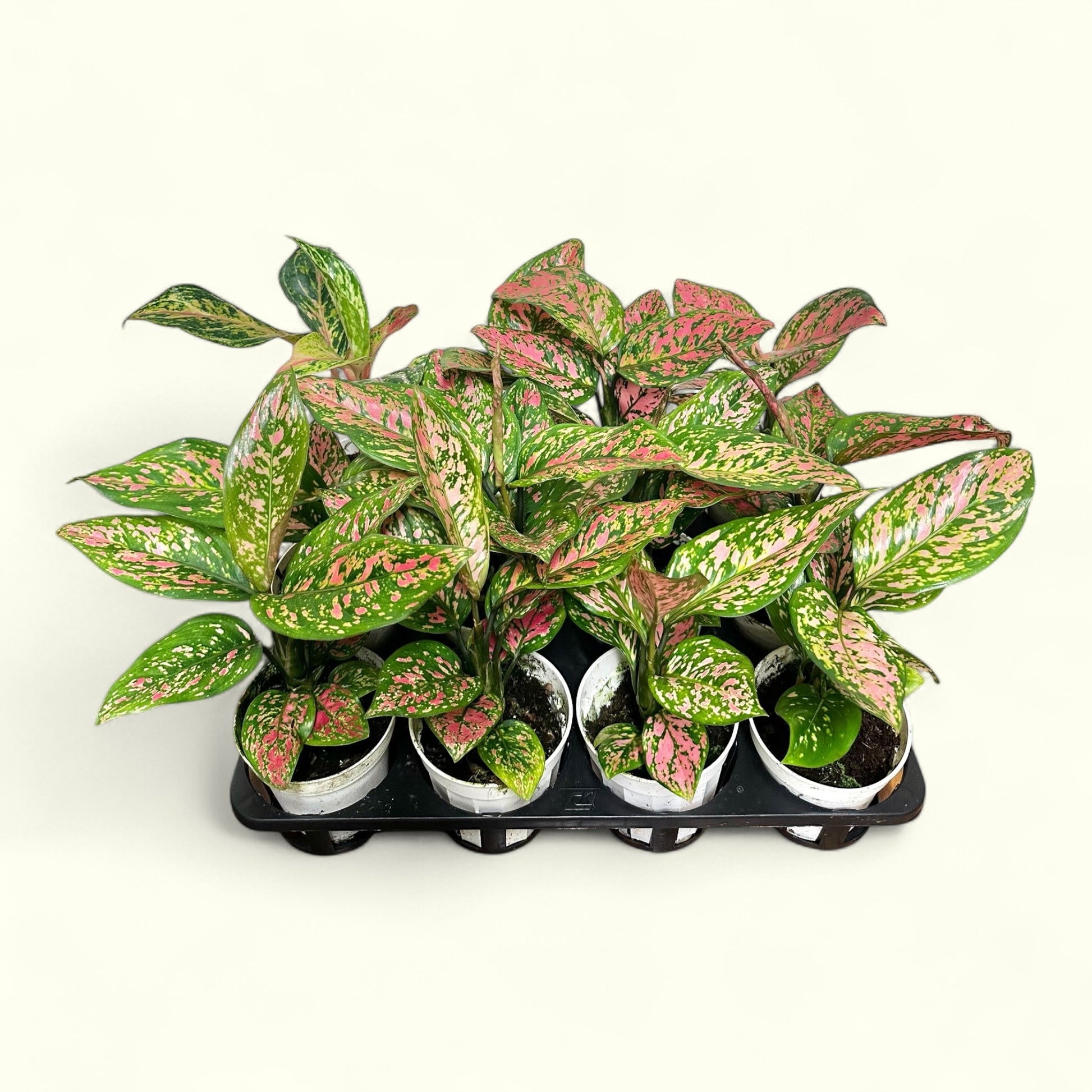 aglaonema portland Aglaonema – orchid2orchid.com