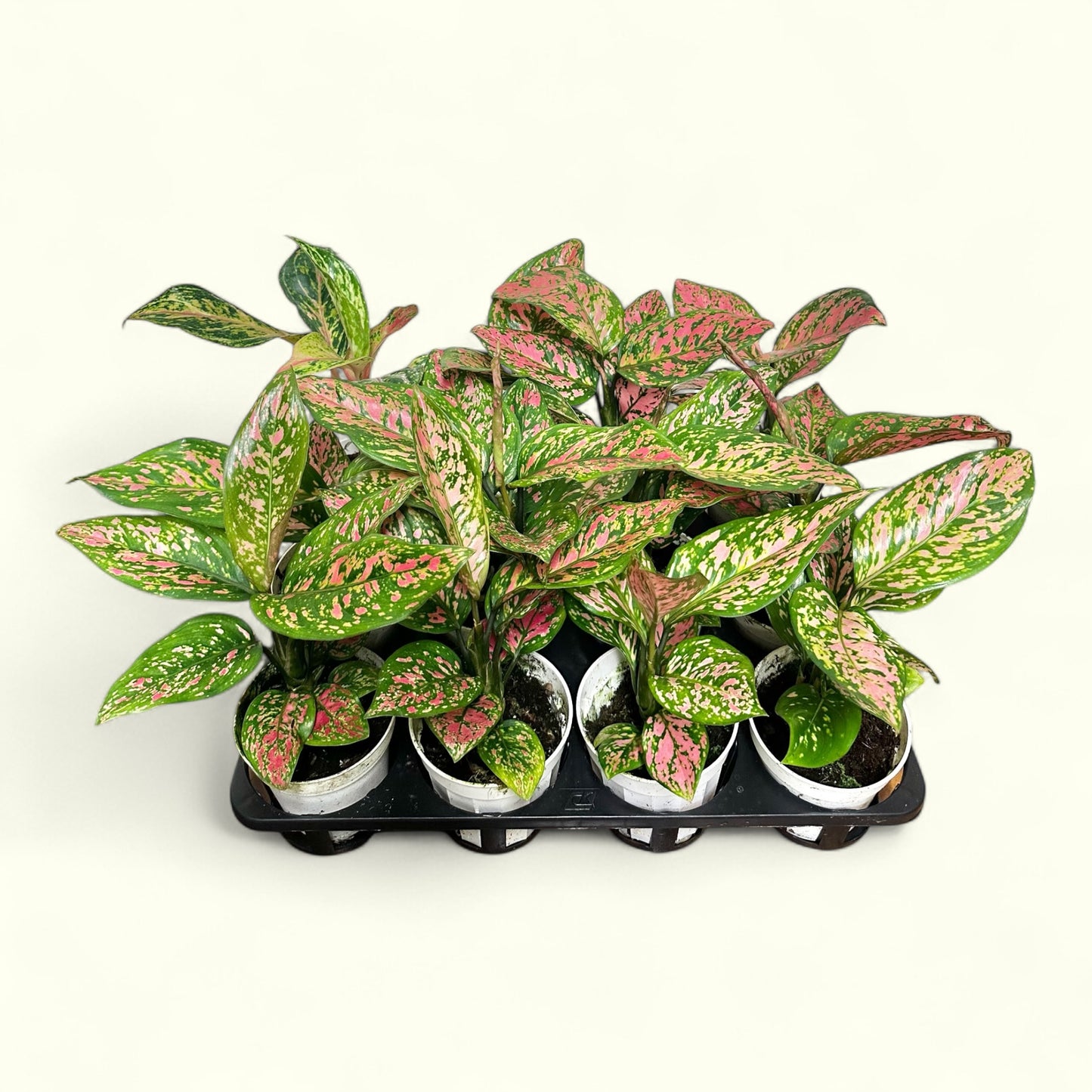 Aglaonema
