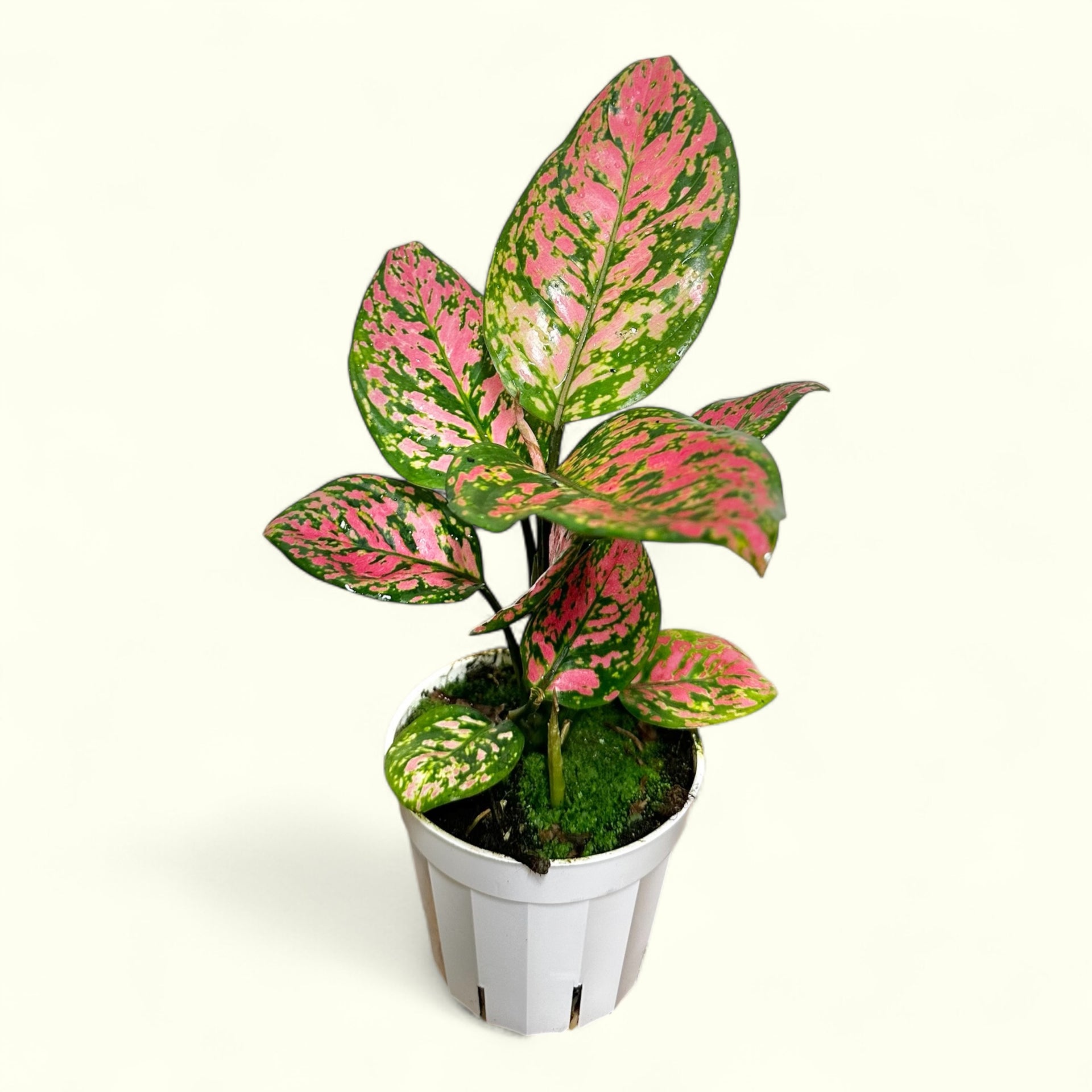 aglaonema asst Aglaonema – orchid2orchid.com