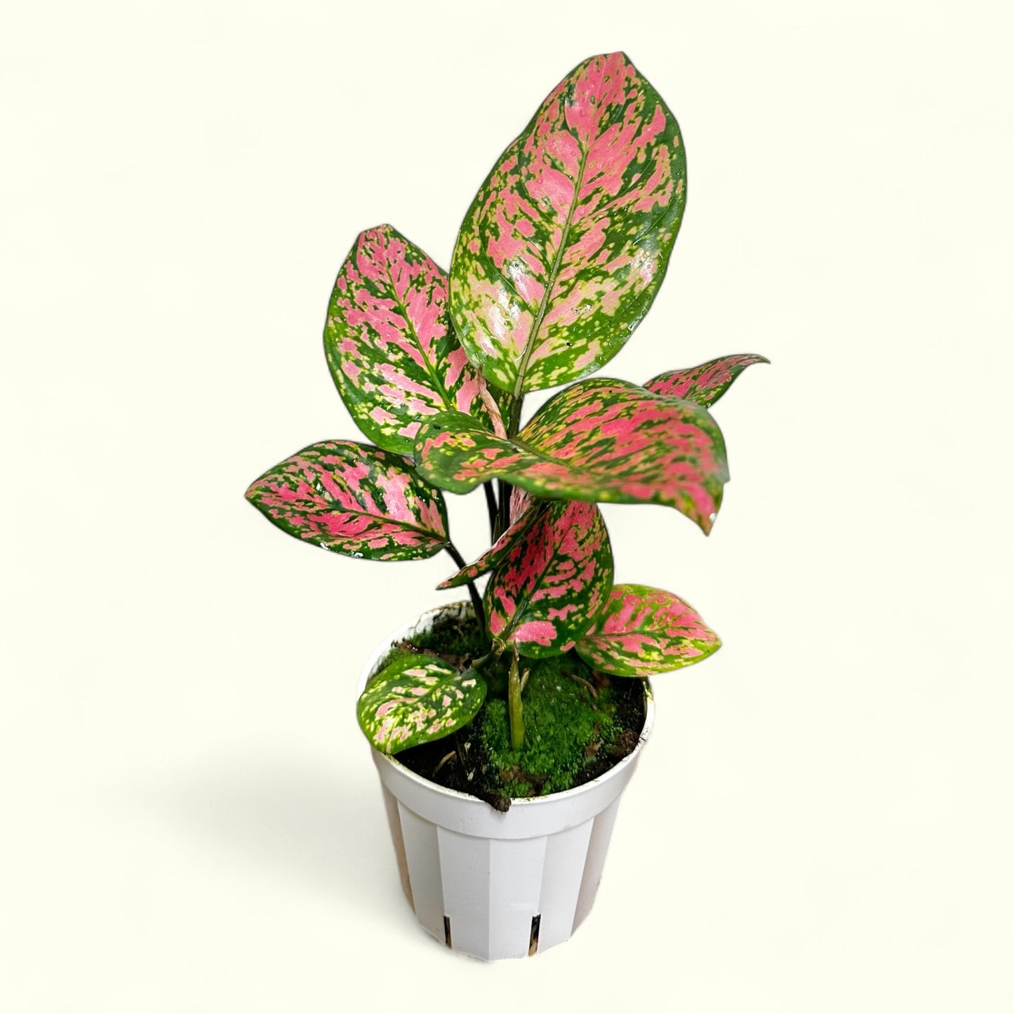 Aglaonema