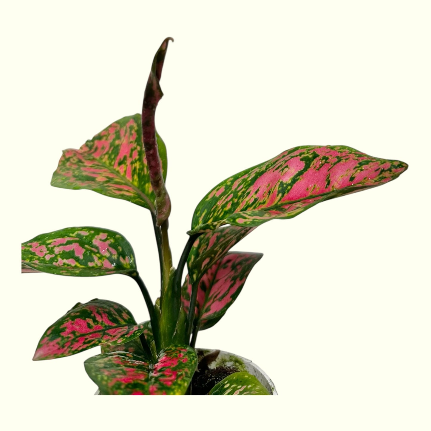 Aglaonema