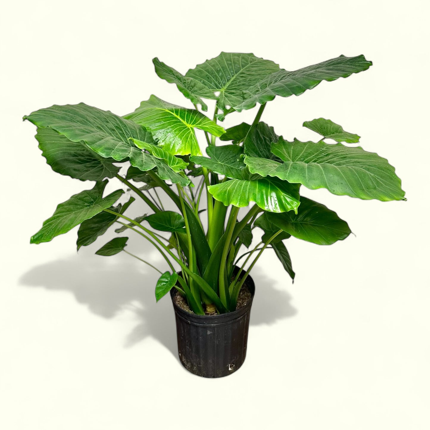 Alocasia