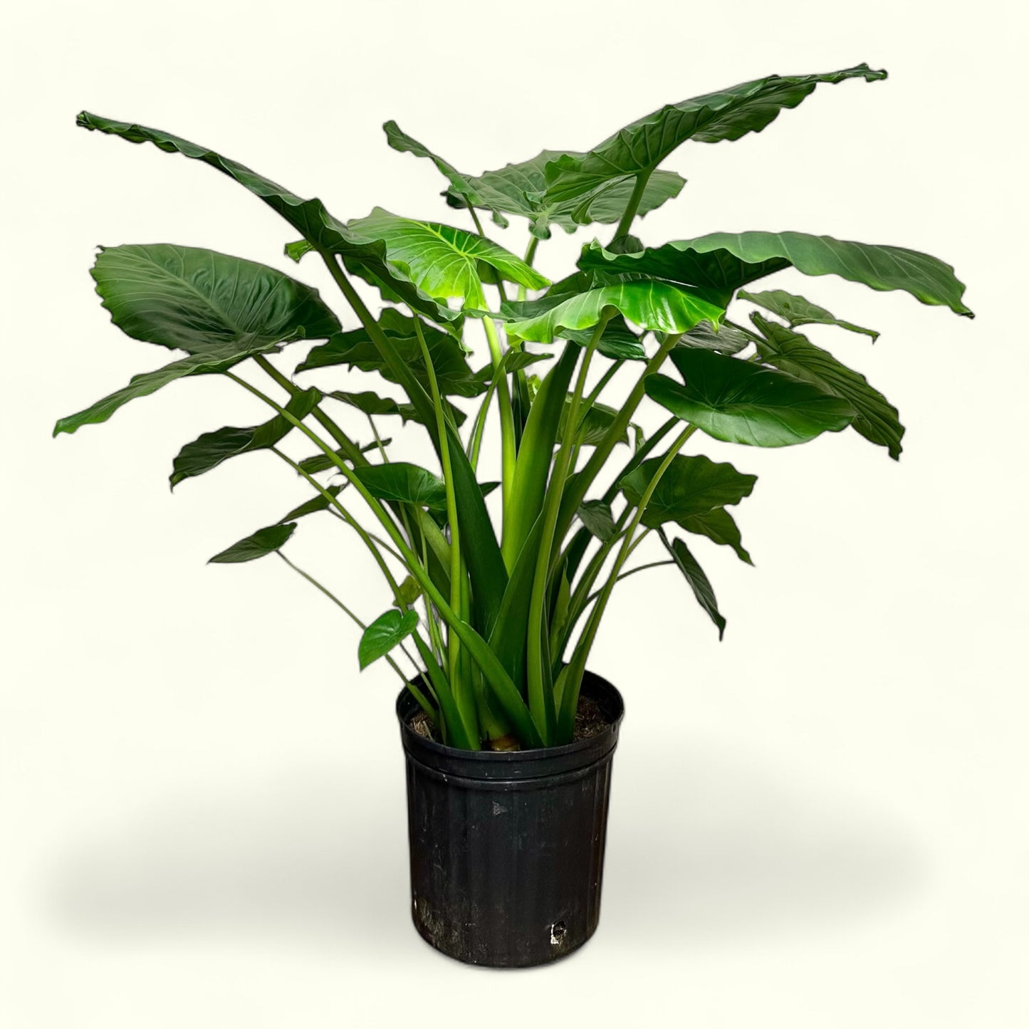 Alocasia