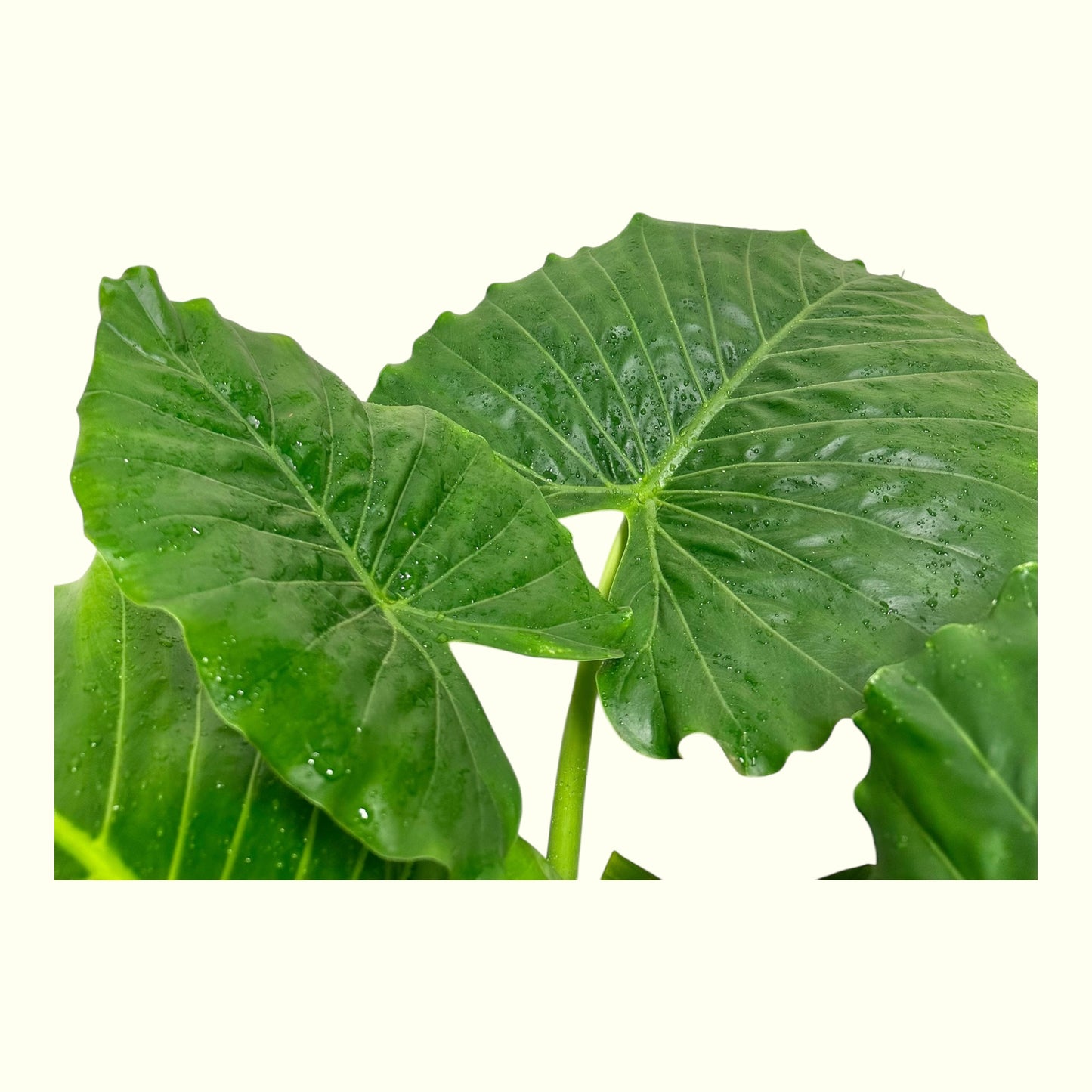 Alocasia