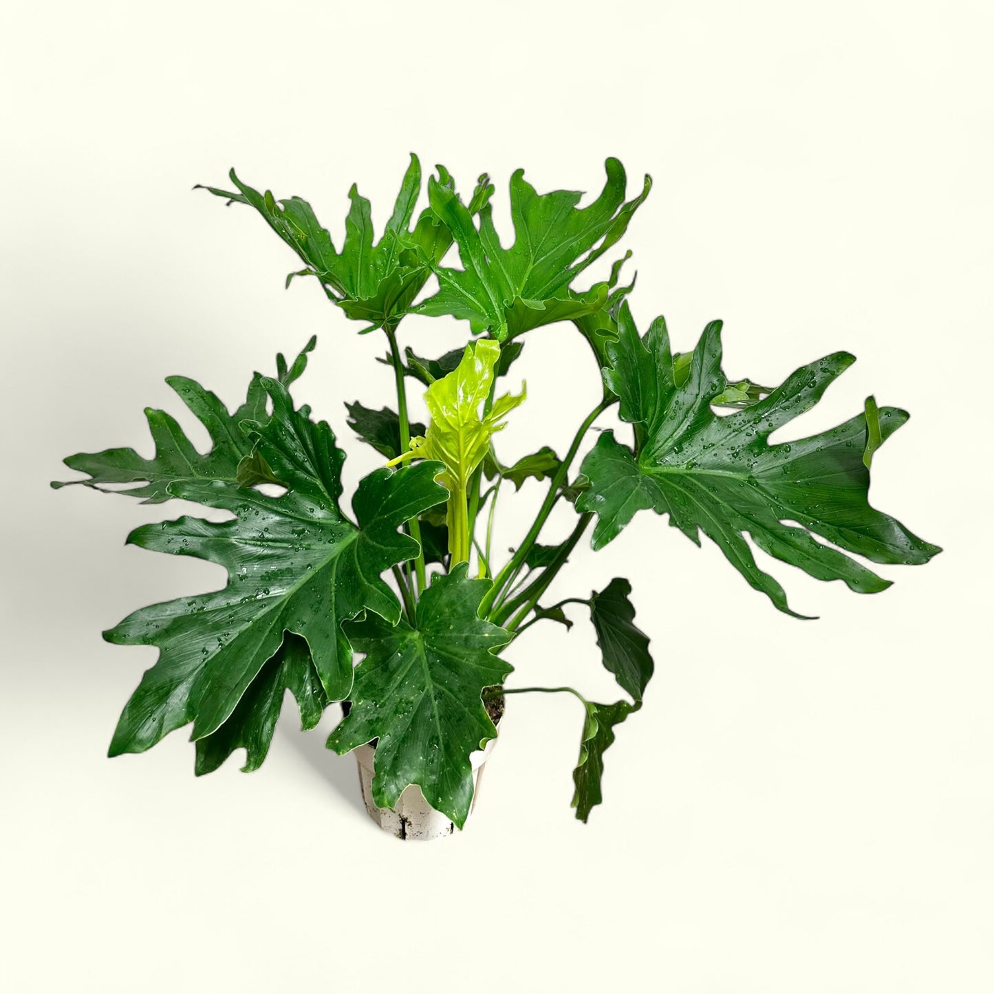 Philodendron Hope