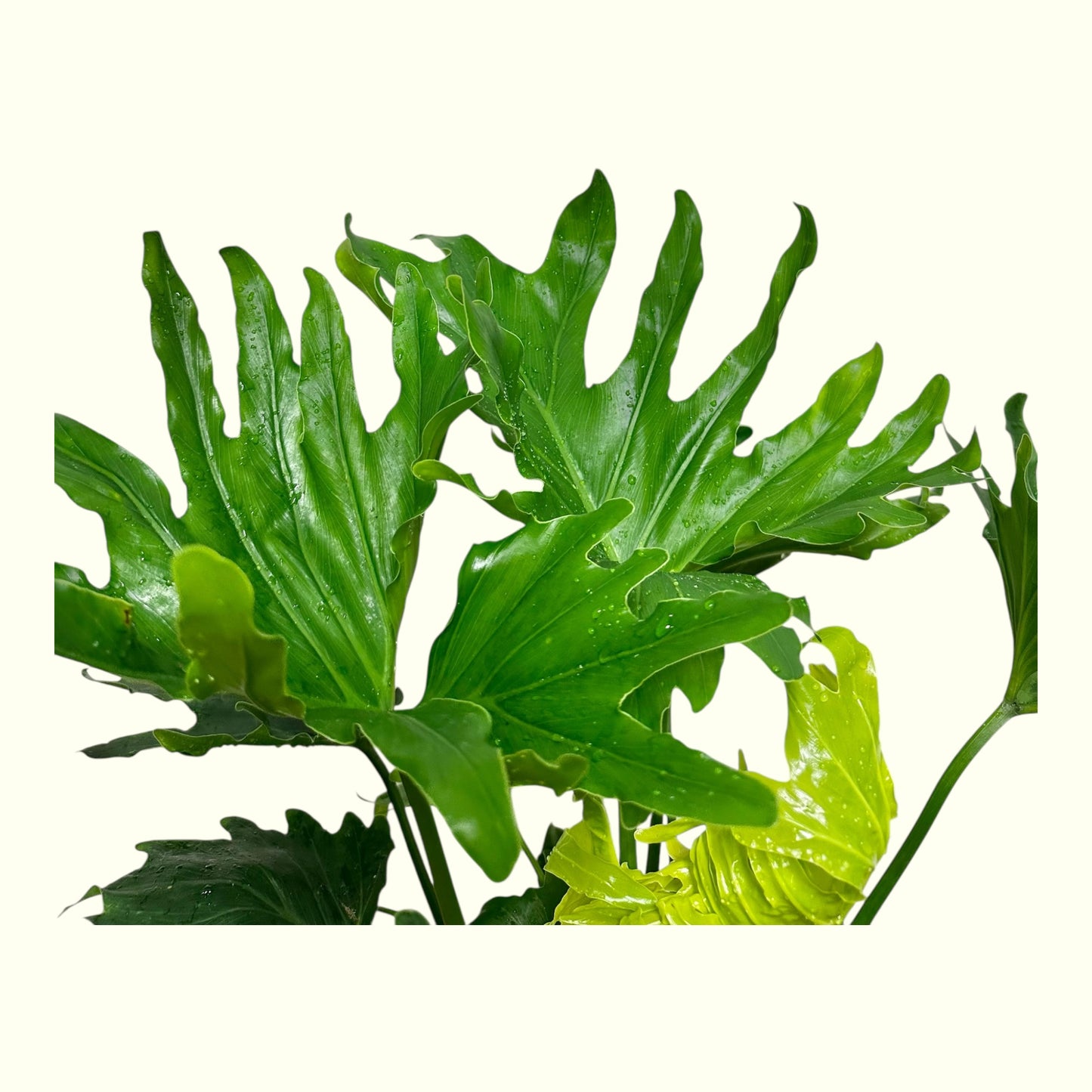 Philodendron Hope