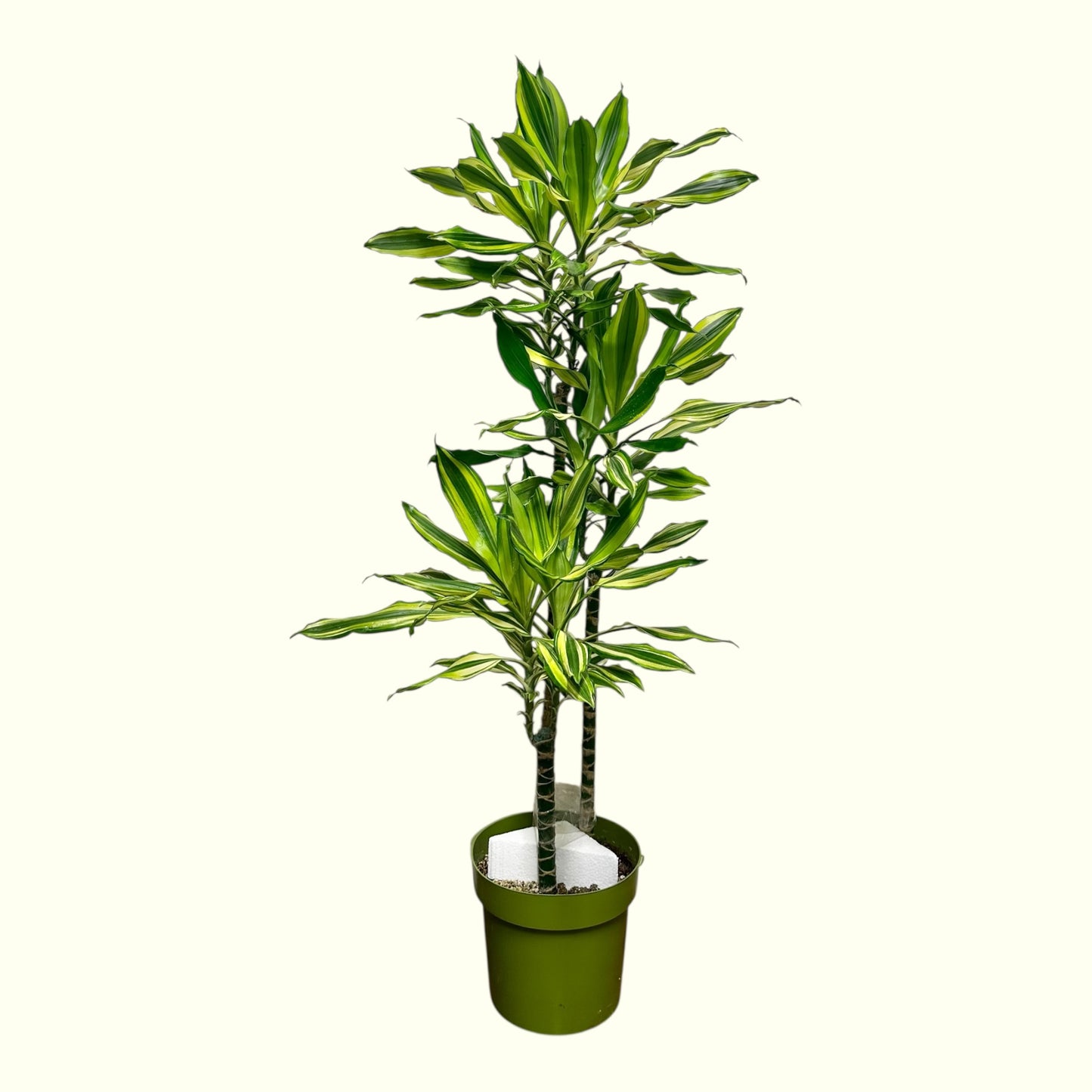 Dracaena Reflexa