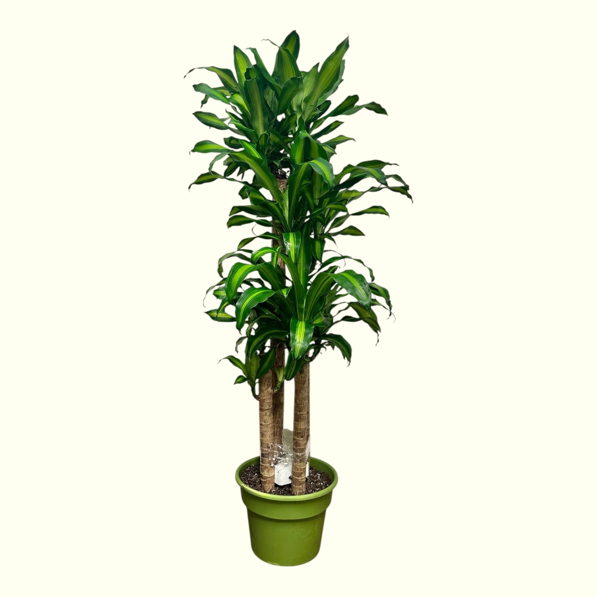 dracaena fragrans humidity Dracaena Fragrans – orchid2orchid.com