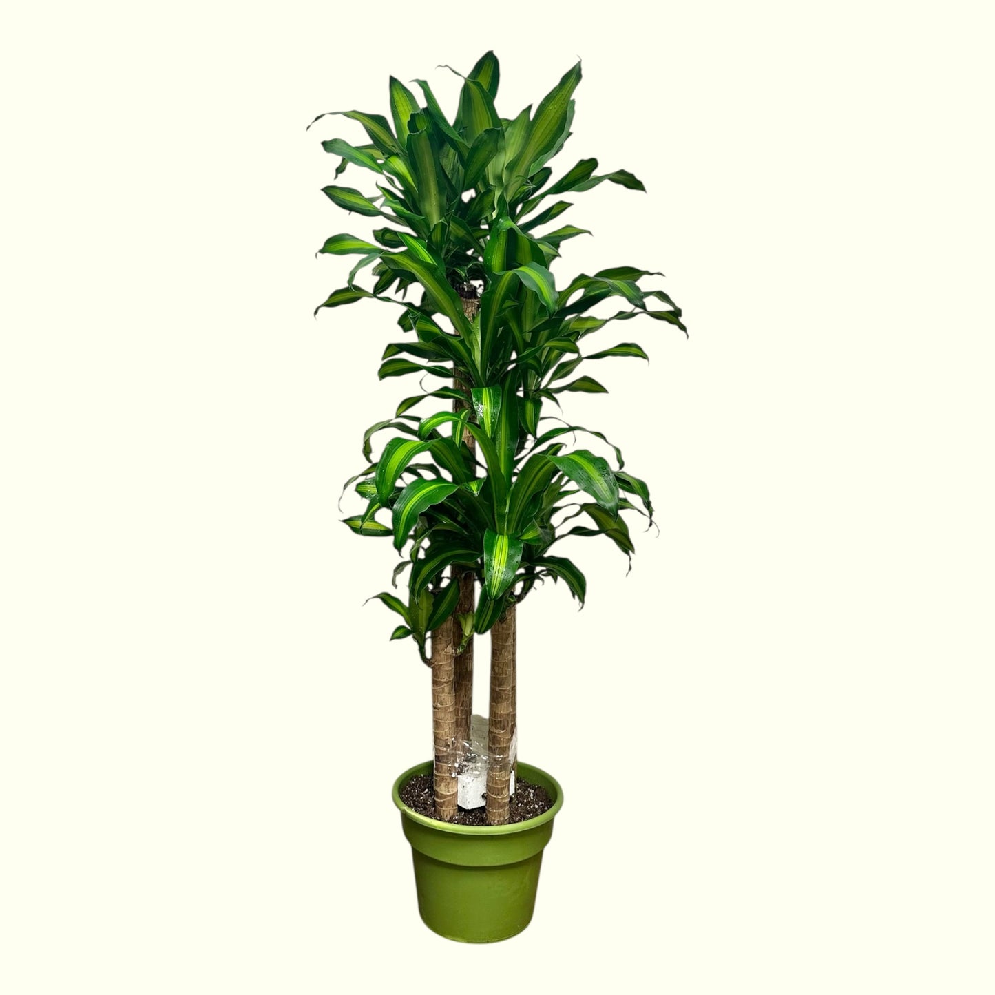 Dracaena Fragrans