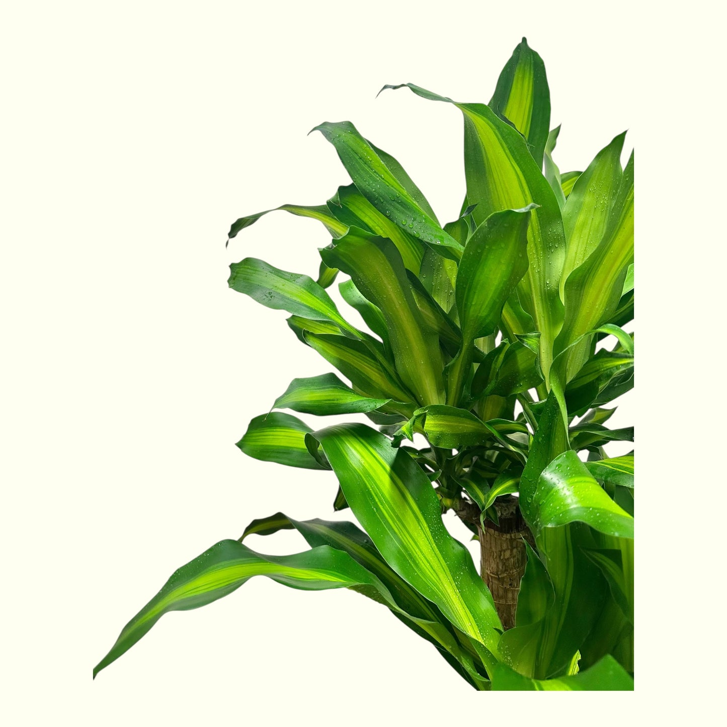 Dracaena Fragrans