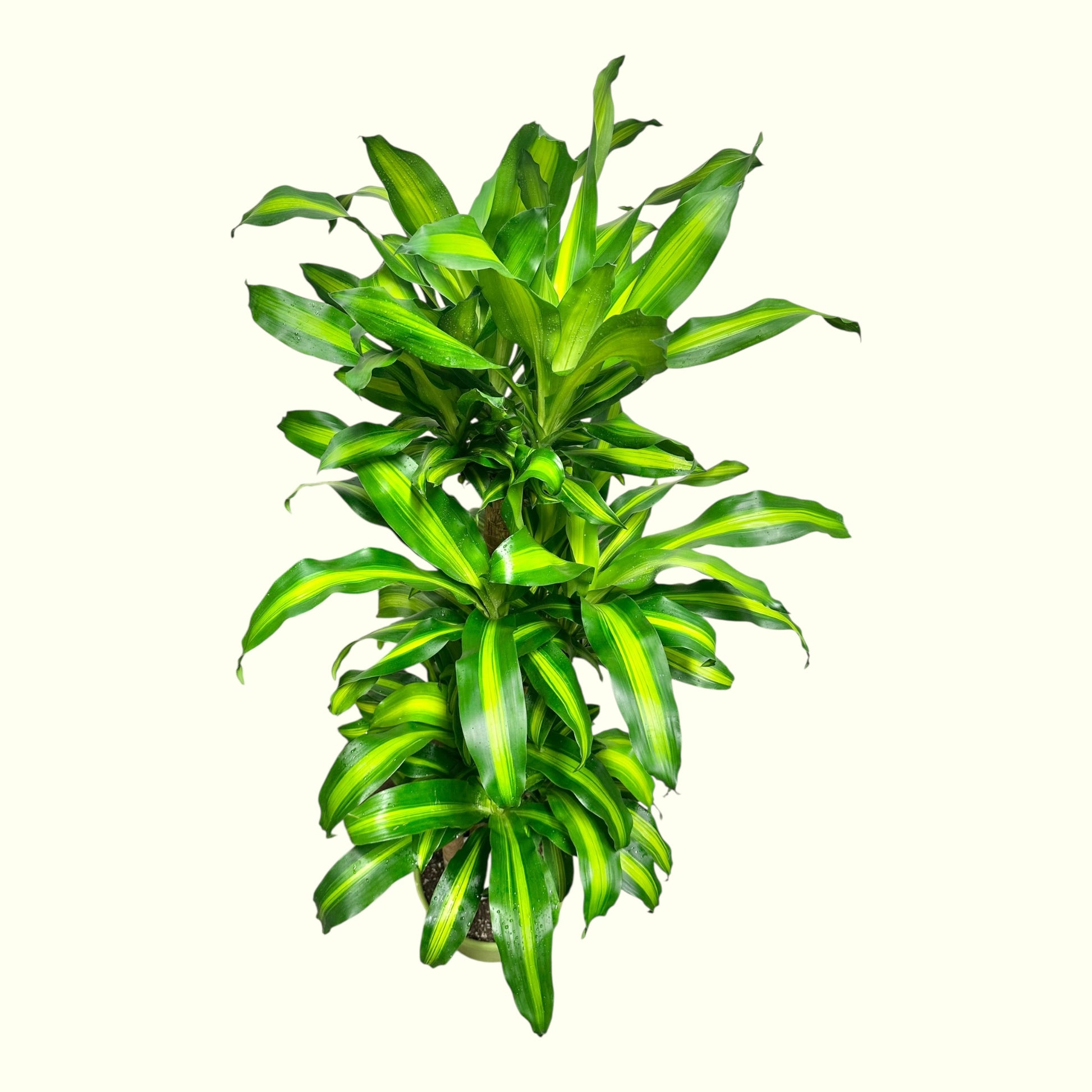 dracaena fragrans humidity Dracaena Fragrans – orchid2orchid.com