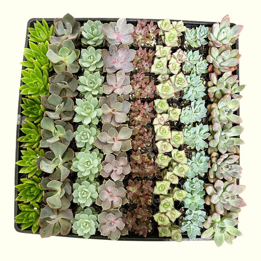 Mini Succulent Mixed Variety Tray