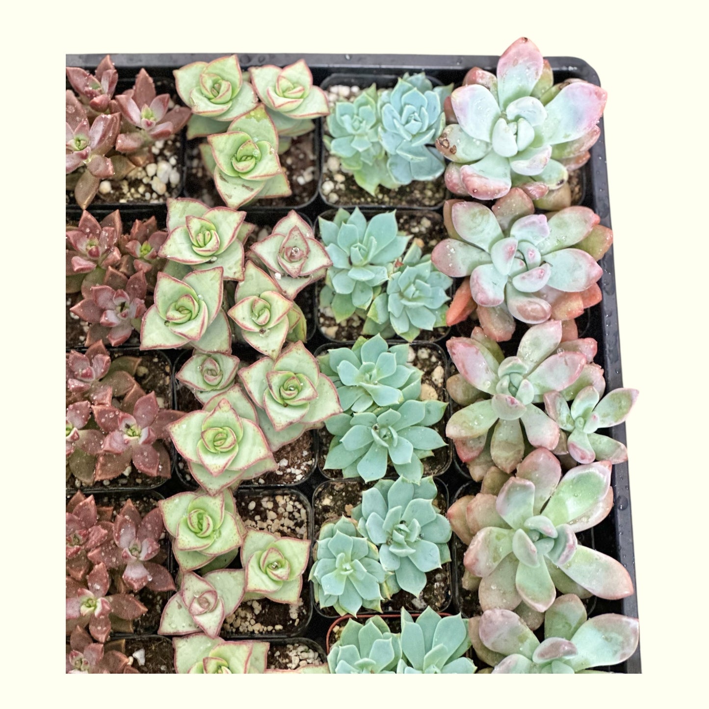 Mini Succulent Mixed Variety Tray